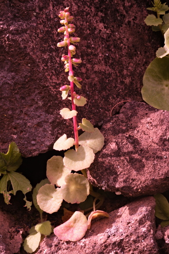 Umbilicus schmidtii (Umbilicus schmidtii)