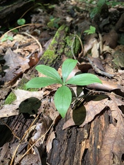 Medeola virginiana