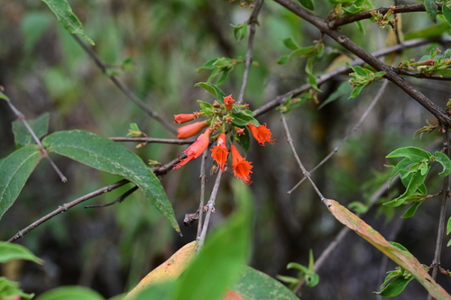 Fire-flame bush