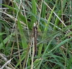 Libellula needhami