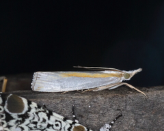 Crambus girardellus