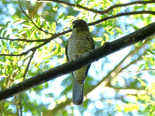 Frances's Sparrowhawk (Tachyspiza francesiae), photo 10