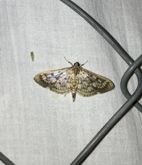 Herpetogramma thestealis