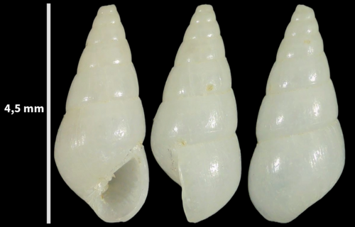 Megastomia conoidea