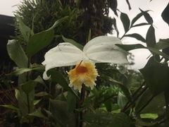 Sobralia chrysostoma