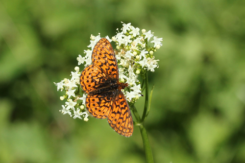 Relict Fritillary photo 5
