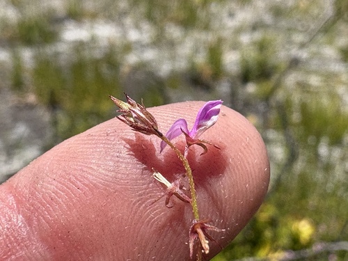 Image of Indigofera pinnata by (c) Charleen Brunke, some rights reserved (CC BY)
