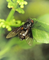 Chalcochiton pallasii