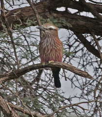 Purple Roller photo 4