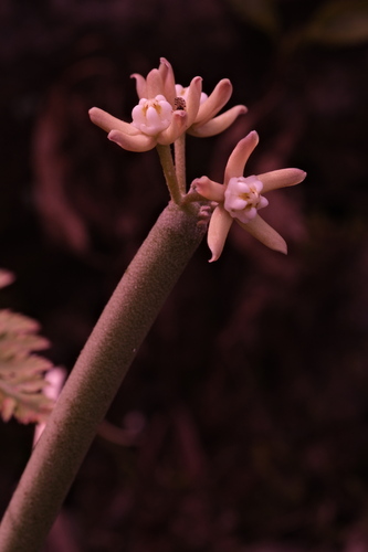 Cynanchum daltonii, photograph 4