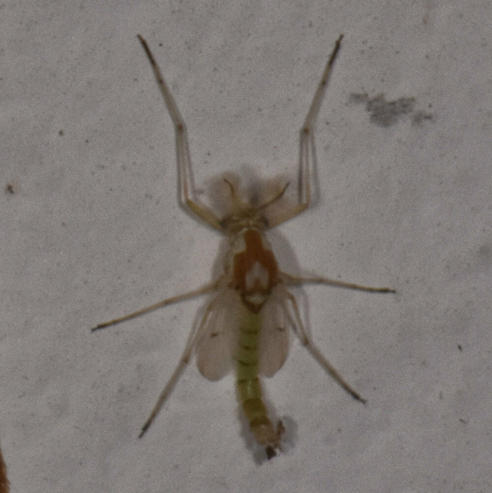 Coelotanypus dimorphus