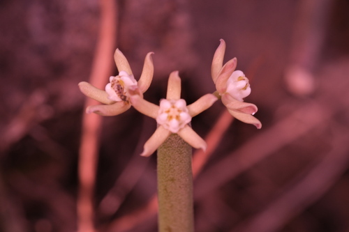 Cynanchum daltonii, photograph 5