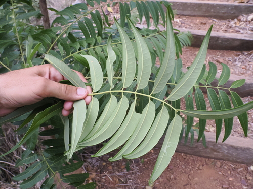 Image of Ailanthus triphysa by (c) Lucas Christofides, some rights reserved (CC BY)