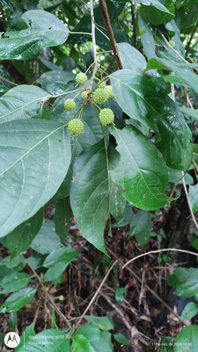 Lindackeria paludosa observed 2024-12-11
