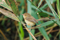 Plain Prinia photo 4