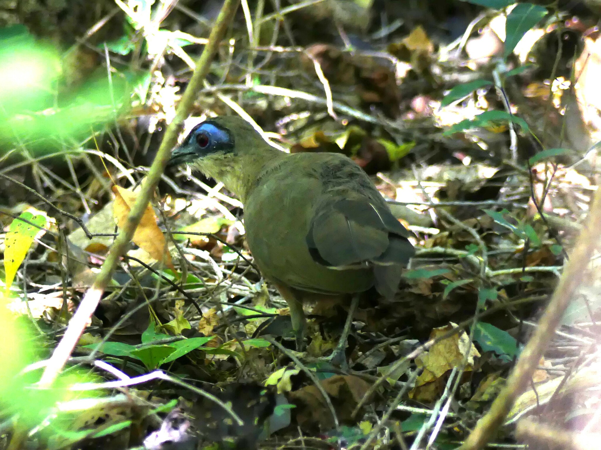 Coquerel's Coua (Coua coquereli), photo 10