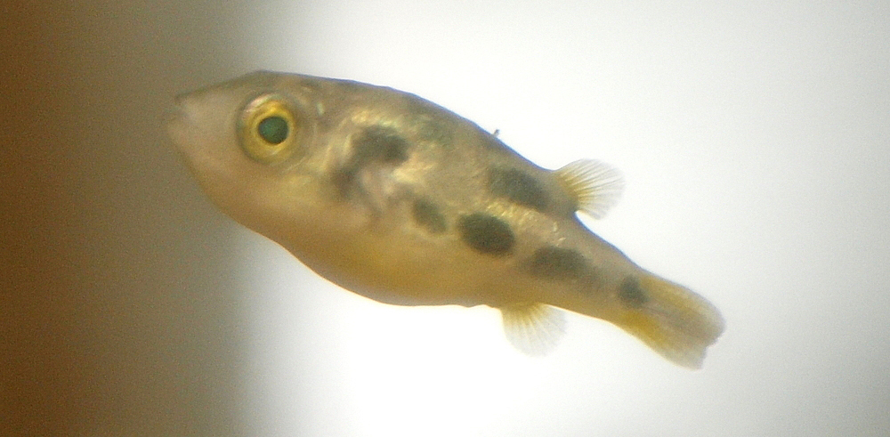 Dwarf Indian Puffer