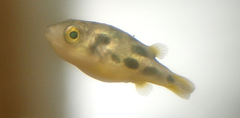 Dwarf Indian Puffer photo 1