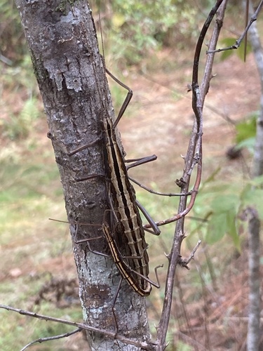 Two-striped walkingstick