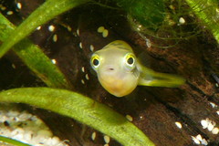 Dwarf Indian Puffer photo 2