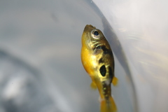 Dwarf Indian Puffer photo 3