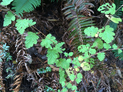 Ribes sanguineum glutinosum