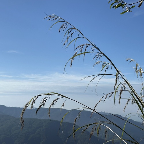 Themeda caudata iNat (1)