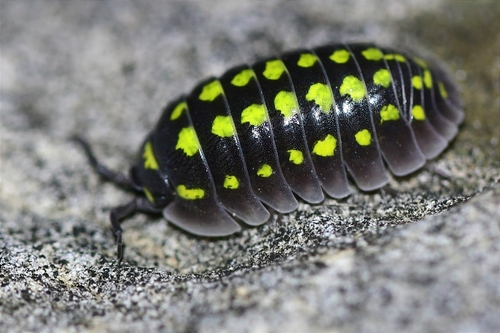 Armadillidium gestroi Tua, 1900