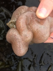 Aplidium californicum