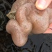 Aplidium californicum