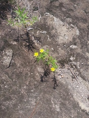 Helianthus porteri