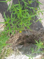 Helianthus porteri