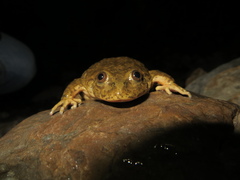 Telmatobius hintoni