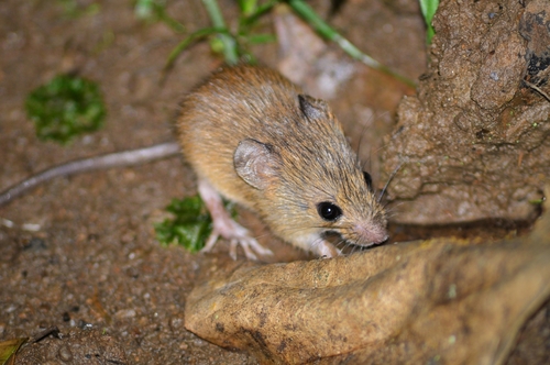 Costa Rican pygmy rice rat (Oligoryzomys costaricensis) — Data Deficient Mammalia