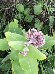 Asclepias speciosa × syriaca