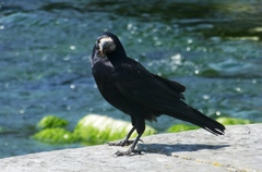 Corvus frugilegus