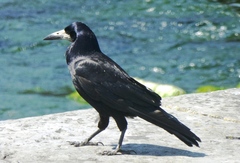 Corvus frugilegus