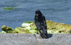 Corvus frugilegus