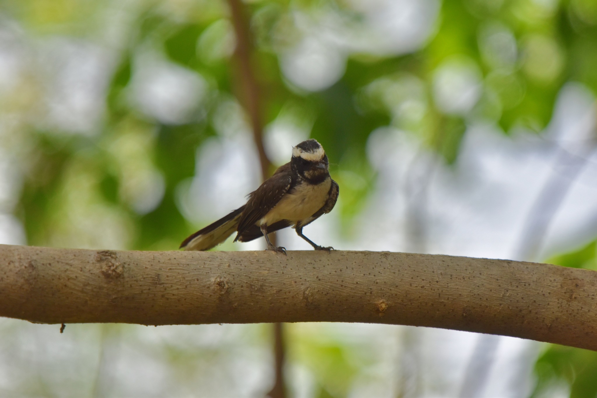 White-browed Fantail