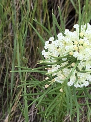 Asclepias verticillata