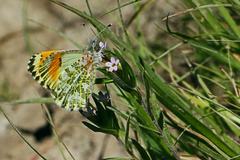 Anthocharis julia sulfuris