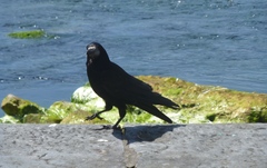 Corvus frugilegus