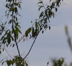 Setophaga kirtlandii