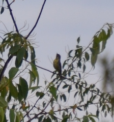 Setophaga kirtlandii