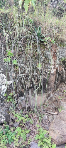 Cynanchum daltonii, photograph 6