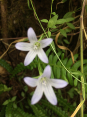 Campanula californica