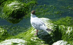 Chroicocephalus ridibundus