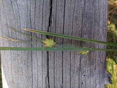 Carex lemmonii