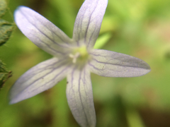 Campanula californica