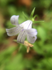 Campanula californica